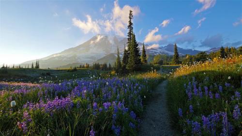 Mount Rainier National Park -