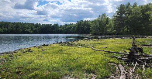 Sustained drought in Massachusetts gives an opportunity for a suoerbloom on usually underwater ground.