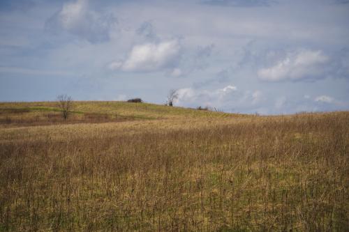 Tallgrass prairie in southern Wisconsin