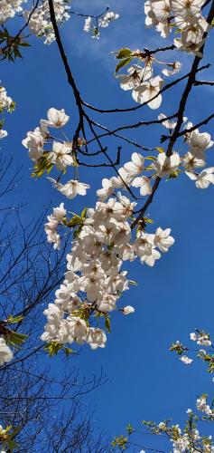 Another pic from the day with the cherry blossoms