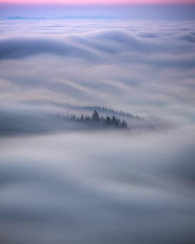 Rolling fog through the trees of Mt Tamalpais, CA  [