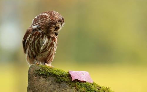 HOOT