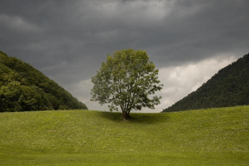 A lone tree near the vintgar Gorge in Slovenia