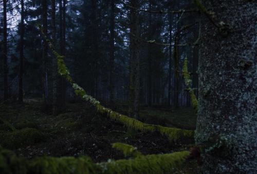 Swedish Forest, Västra Götalands Län