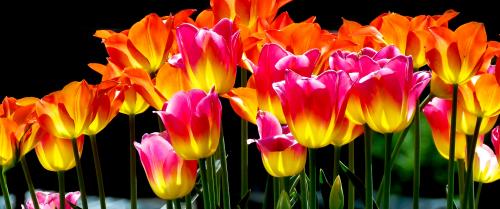 Spring
