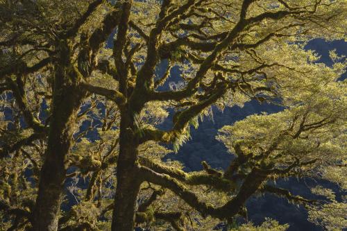 The ancient forest of Fiordland in New Zealand