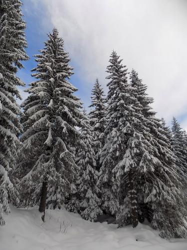 Snow-covered trees in the Retezat Mountains, Romania  []