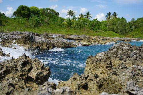 Exotic Jungle Once Roamed by Tainos in Dominicus, Dominican Republic