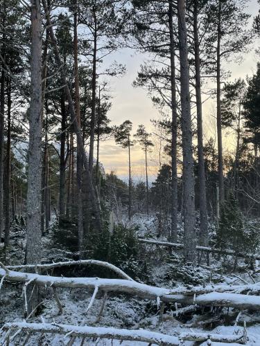 «Gaps in the Forest», in Giske Kommune, Norway
