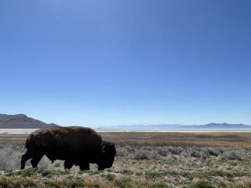 Bison at Antelope Island, UT  OC