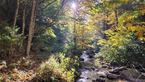 Took last weekend during backpacking trip in Cranberry Wilderness in WV