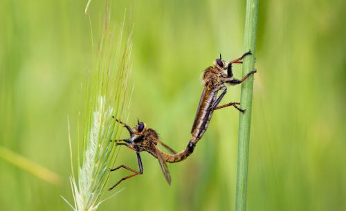 Macro insects