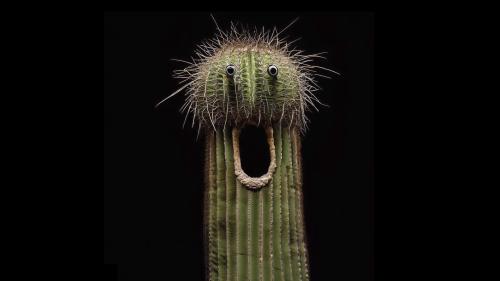 Surprised Cactus