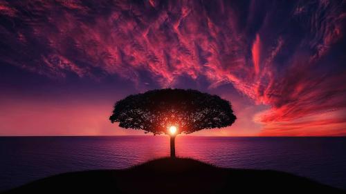 Silhouette of Tree Near Body of Water during Golden Hour