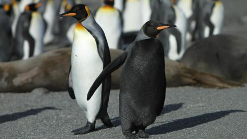 Melanistic Penguin!