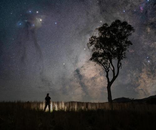 Milky Way core rising behind a gumtree