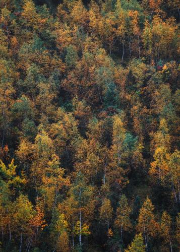 Patterns of the autumn season, Karwendel, Austria