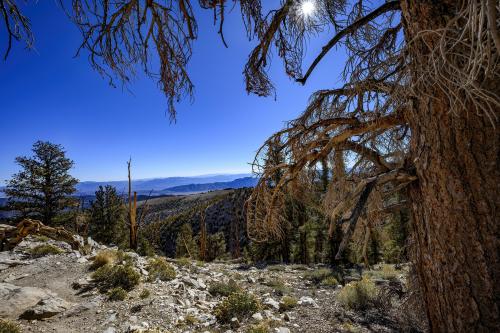 Inyo National Forest / White Mountains from the Methuselah Trail