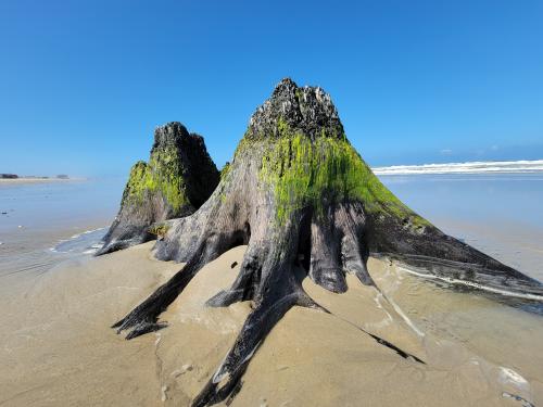 Remnants of Nature, Corolla Beach Outer Banks