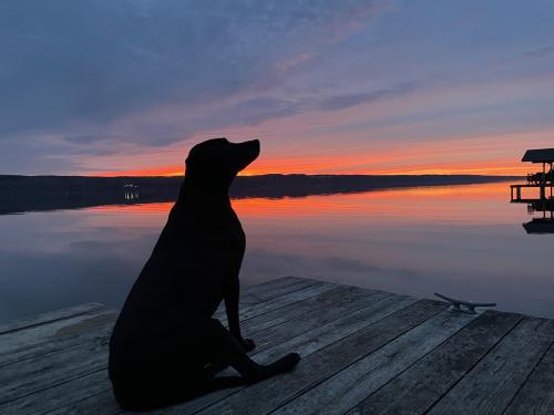 Lake dog