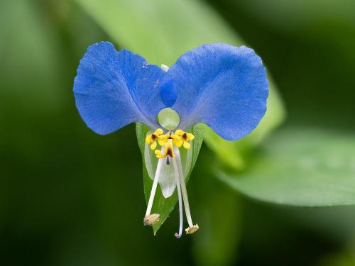 Asiatic dayflower