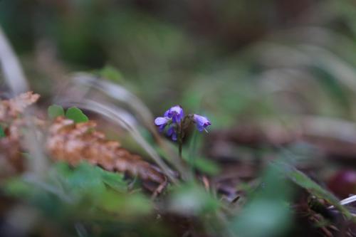 Veronica regina-nivalis. An early bloomer in the Pacific Northwest.