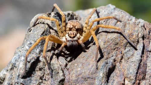 Huntsman Spider