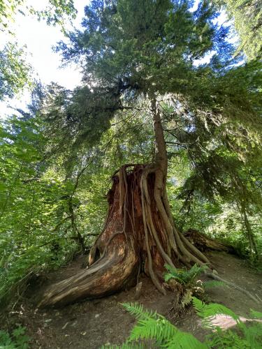 “Nurse Log” Snoqualmie Falls, Washington State