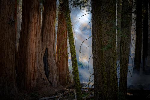 Crescent Meadow Trail, Sequoia National Park