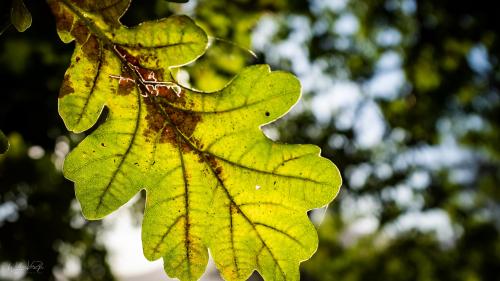 Light through a Leaf