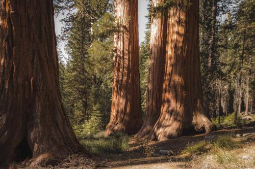 Redwoods. Mariposa Grove. Yosemite NP CA.