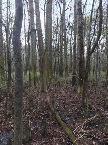 Congaree National Park, South Carolina.