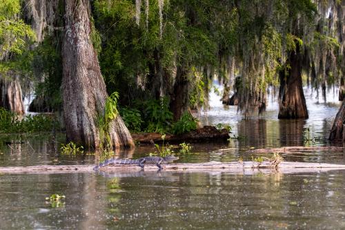 Lake Martin, Breaux Bridge, LA