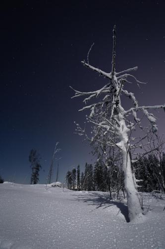 Icy cold landscape awakened by the moon light. In Central Finland. []
