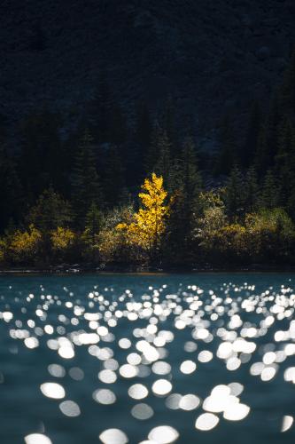 A tree put in the spotlight by the rising sun at Upper Joffre Lake, British Columbia, Canada.