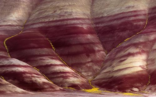 Kintsugi-like Flowers at the Painted Hills National Monument