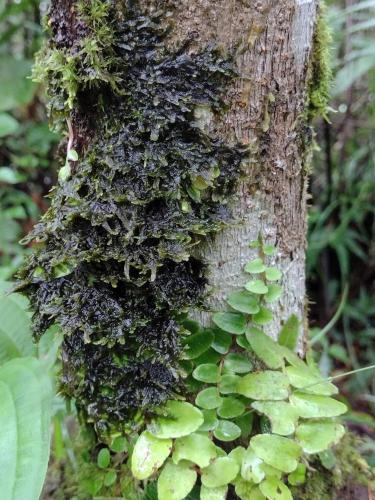  Lichen covered tree in Grand Atang Rainforest, Grenada
