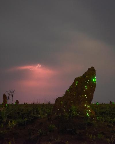 Bioluminescence and lightning. Emas National Park, Brazil. OC