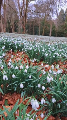 Snowdrops, Colesbourne Gardens, UK
