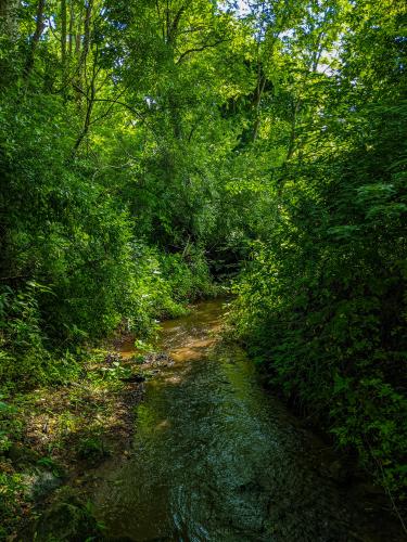 Just a simple creek in Virginia