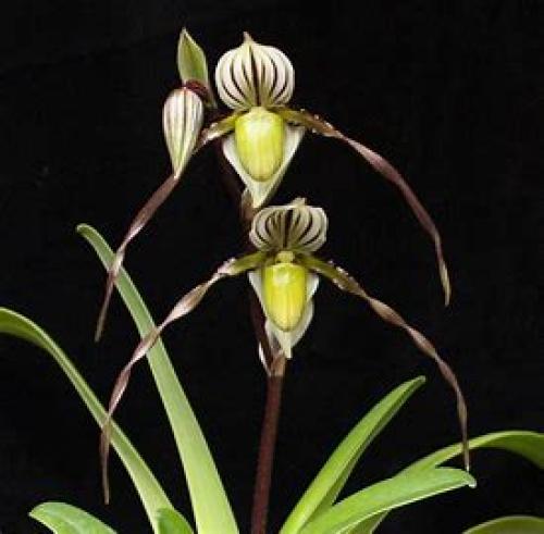 Orchid: Paphiopedilum philippinense