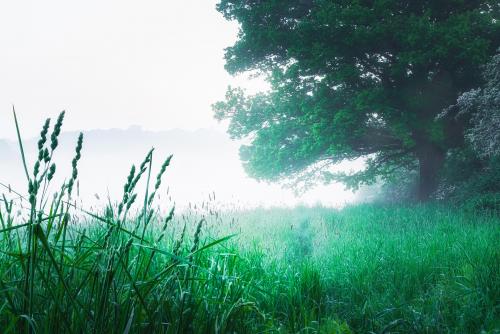 English meadow on a foggy morning. Leighton Buzzard, England