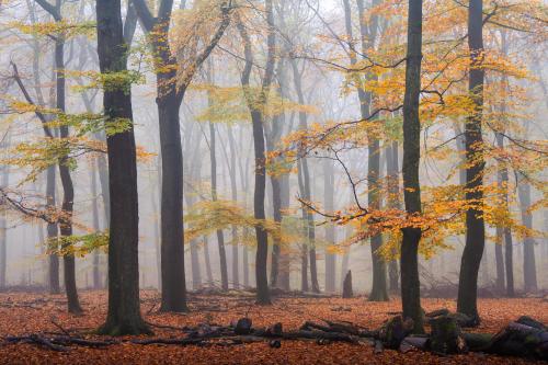 Peak autumn colours in The Netherlands this week