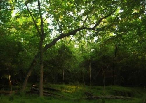 Most forrest, Northern VA