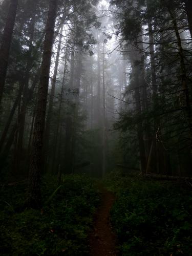 Fog through the pines, Washington.