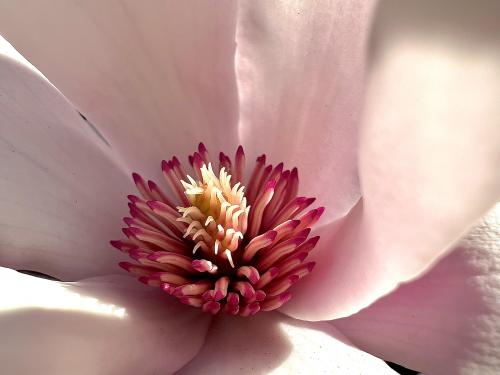 Inside of a pink Magnolia flower