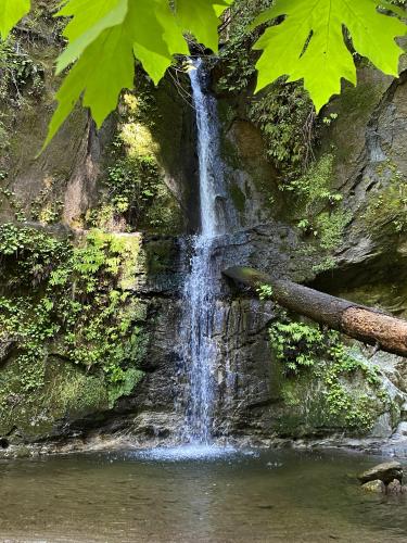 Mystical Maple Falls, Santa Cruz, CA