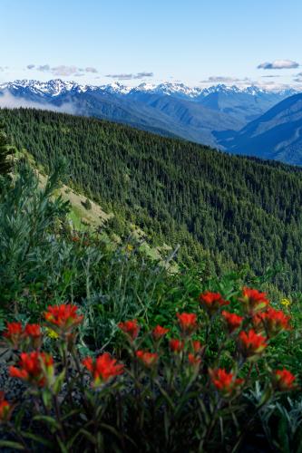 Incredible views in every direction from Hurricane Hill trail in Olympic National Park.