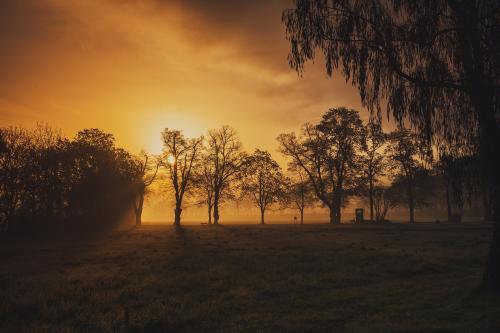 Trees Sky Nature Landscape Morning