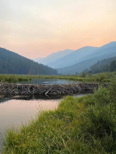 A beaver dam in the Colorado mountains